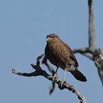 Caracara chimango