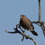 Chimango Caracara