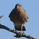 Caracara chimango