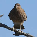 Caracara chimango