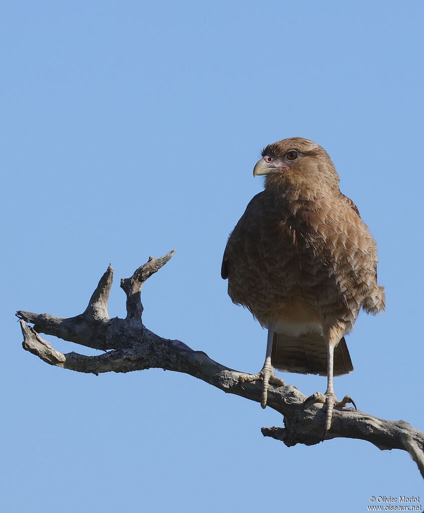 Caracara chimango