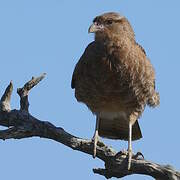 Chimango Caracara