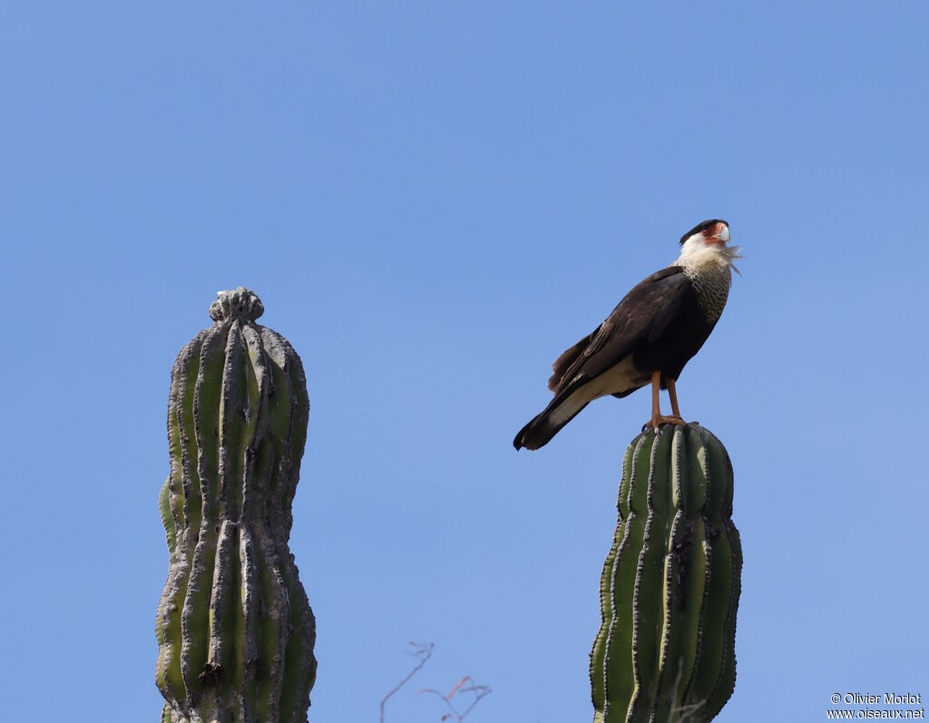 Caracara huppé