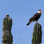 Caracara huppé