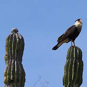 Crested Caracara