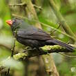 Cardinal fuligineux