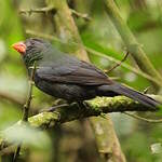 Cardinal fuligineux
