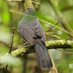 Cardinal fuligineux
