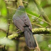 Cardinal fuligineux