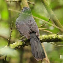 Cardinal fuligineux