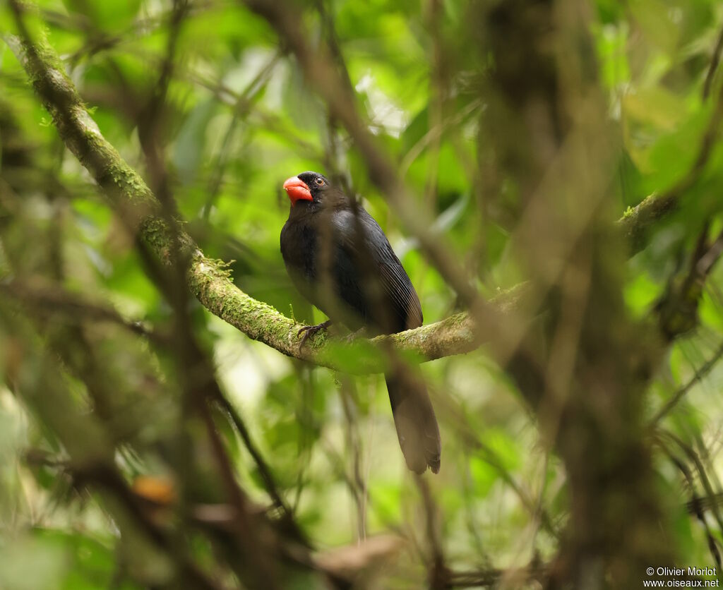 Cardinal fuligineux