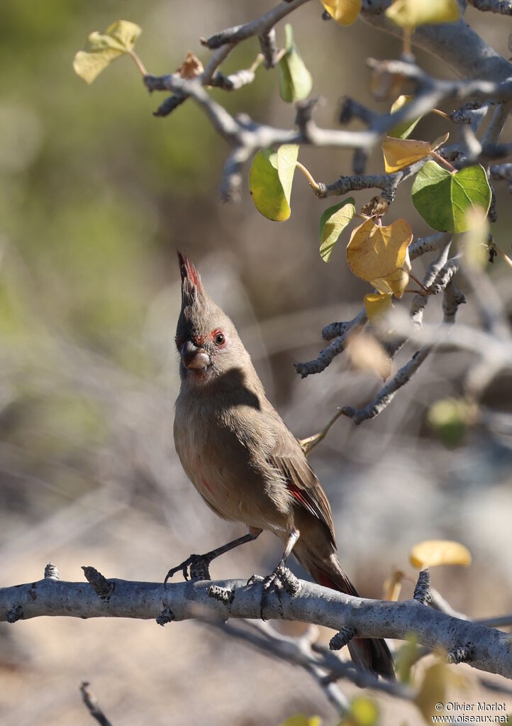 Pyrrhuloxia female