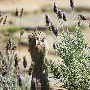 Red-legged Seriema