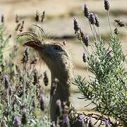 Red-legged Seriema