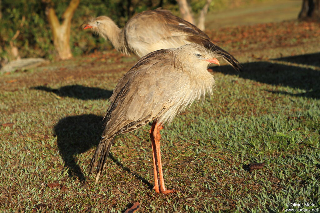 Red-legged Seriema