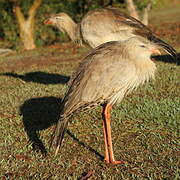 Red-legged Seriema