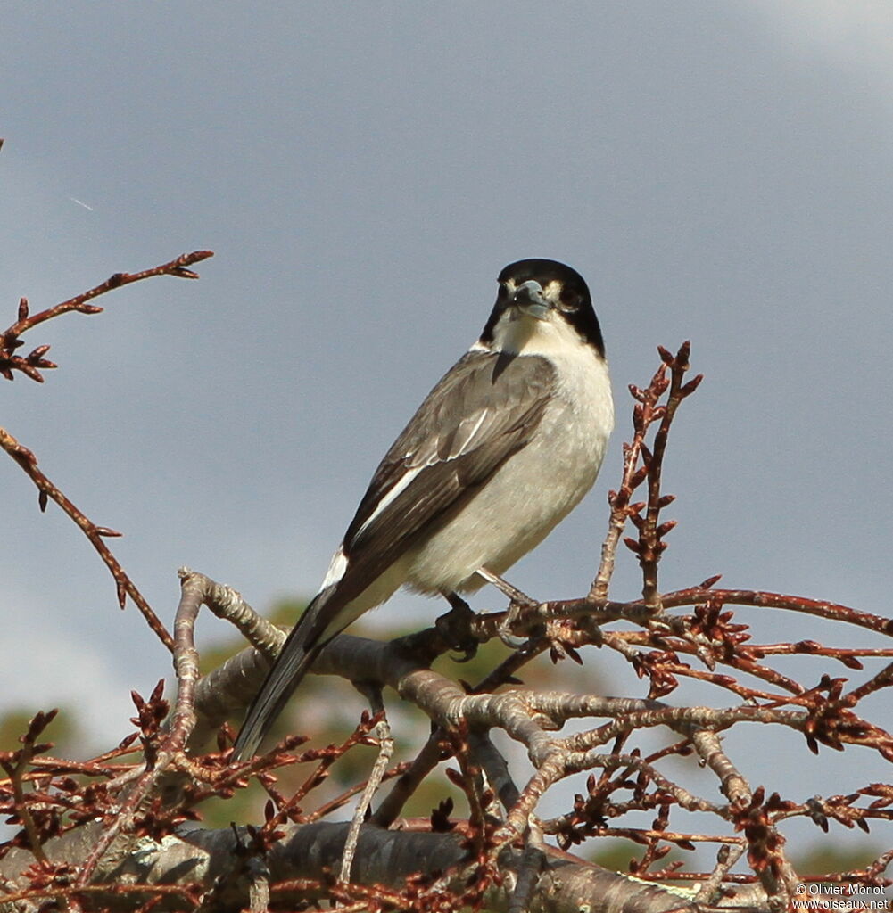 Grey Butcherbird