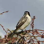 Grey Butcherbird