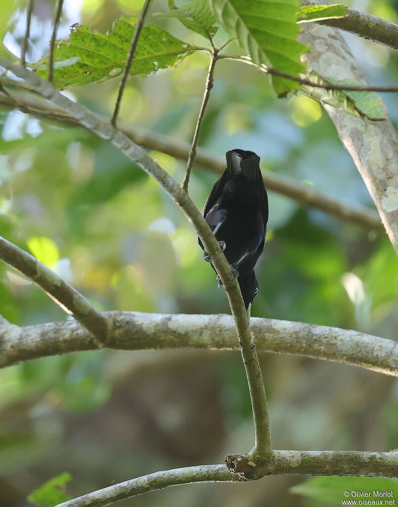 Cassique à bec mince
