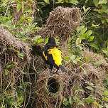 Cassique cul-jaune