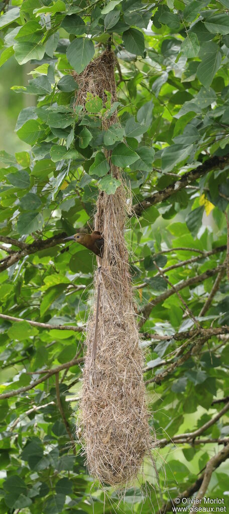 Russet-backed Oropendola