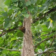 Russet-backed Oropendola