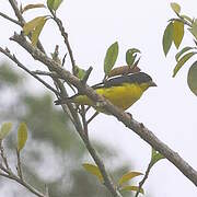 Lesser Goldfinch