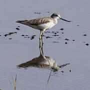 Common Greenshank