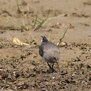 Common Sandpiper