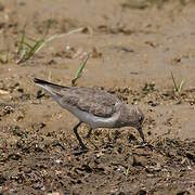 Common Sandpiper