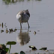 Marsh Sandpiper