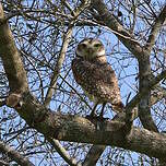 Chevêche des terriers