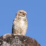 Chevêche des terriers