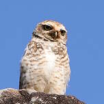 Chevêche des terriers