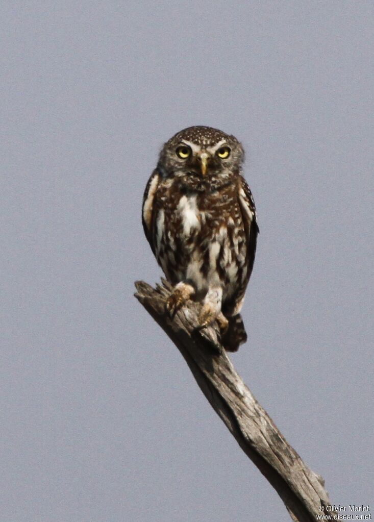 Pearl-spotted Owlet