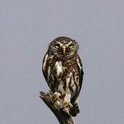 Pearl-spotted Owlet