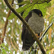 Black-and-white Owl