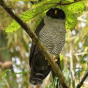 Black-and-white Owl