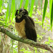 Spectacled Owl