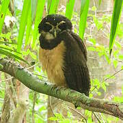 Spectacled Owl