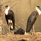 Cigogne épiscopale