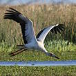 Cigogne maguari