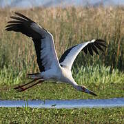 Cigogne maguari