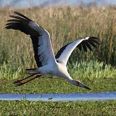 Cigogne maguari