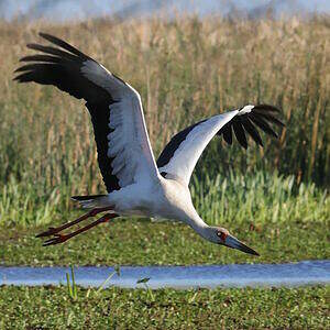 Cigogne maguari