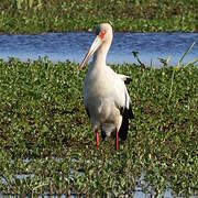 Cigogne maguari