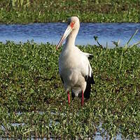Cigogne maguari