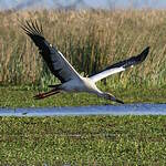 Cigogne maguari