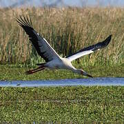 Cigogne maguari
