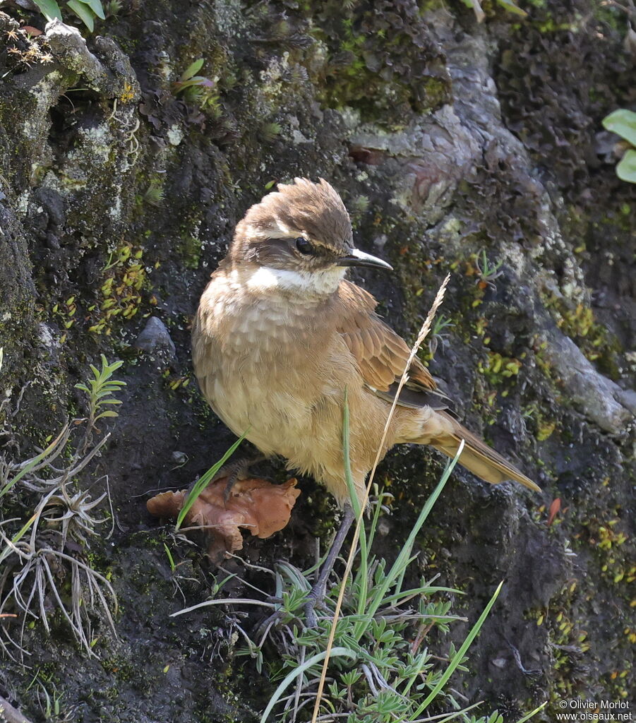 Chestnut-winged Cinclodes